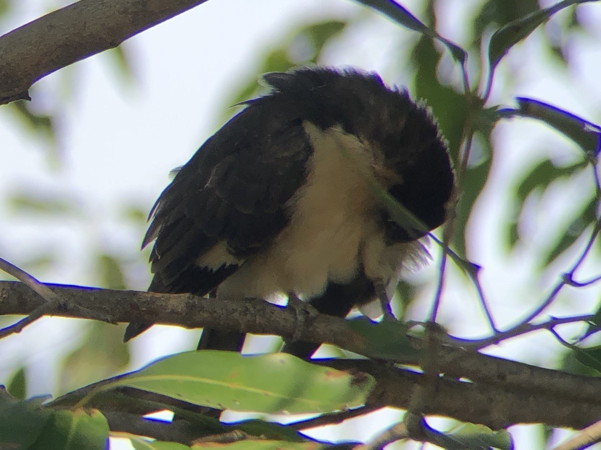 Pied Cuckoo - ML494476181