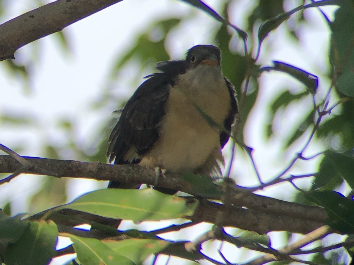 Pied Cuckoo - ML494476191