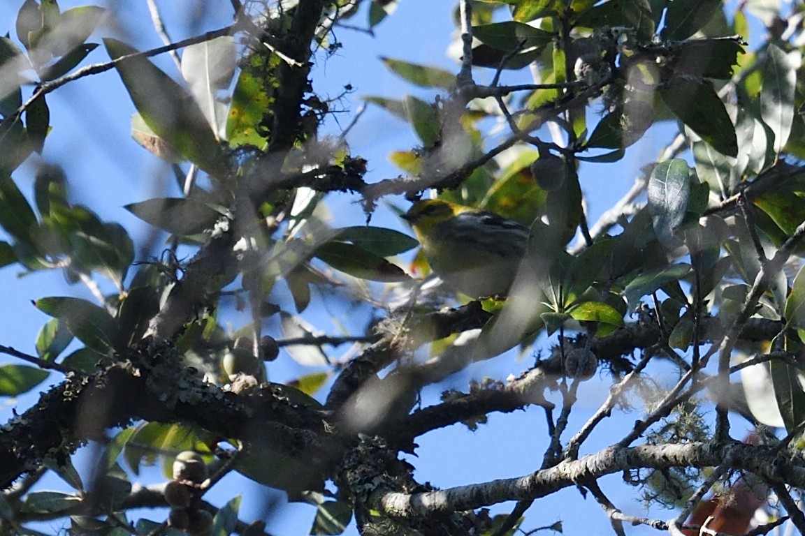 Grünmantel-Waldsänger - ML494476211