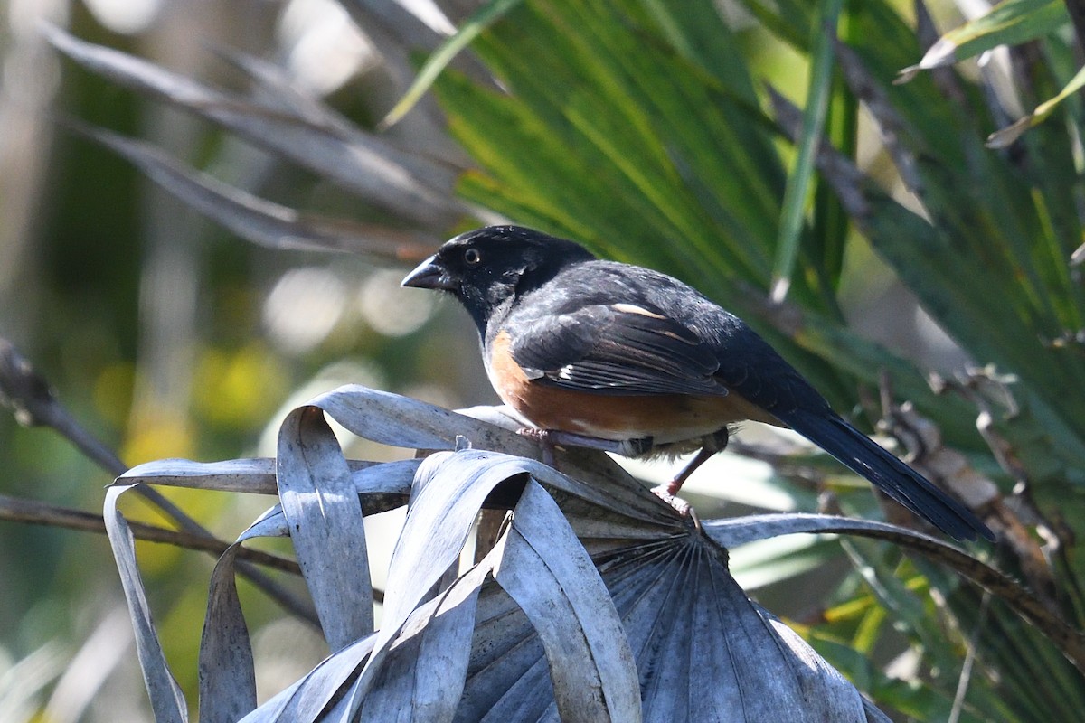 Eastern Towhee (White-eyed) - ML494476301