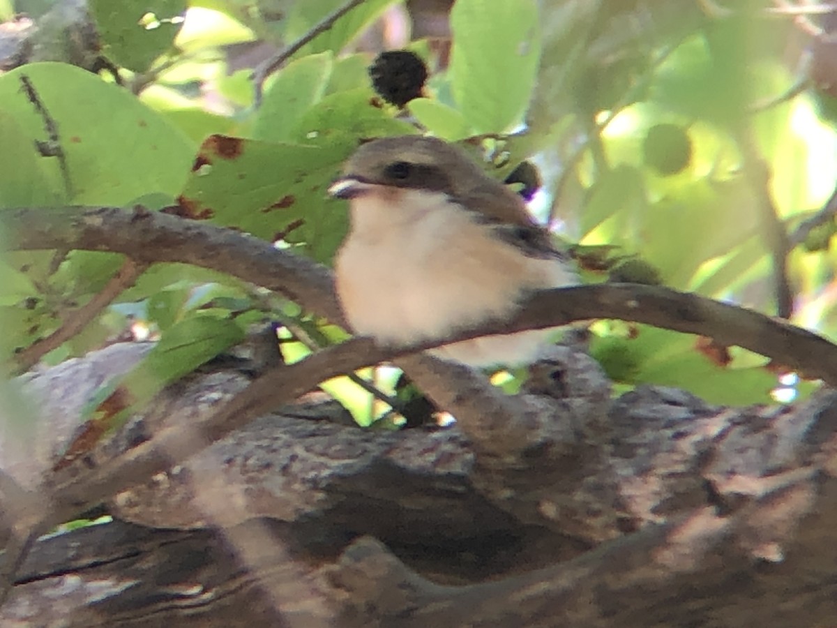 Bay-backed Shrike - ML494476491