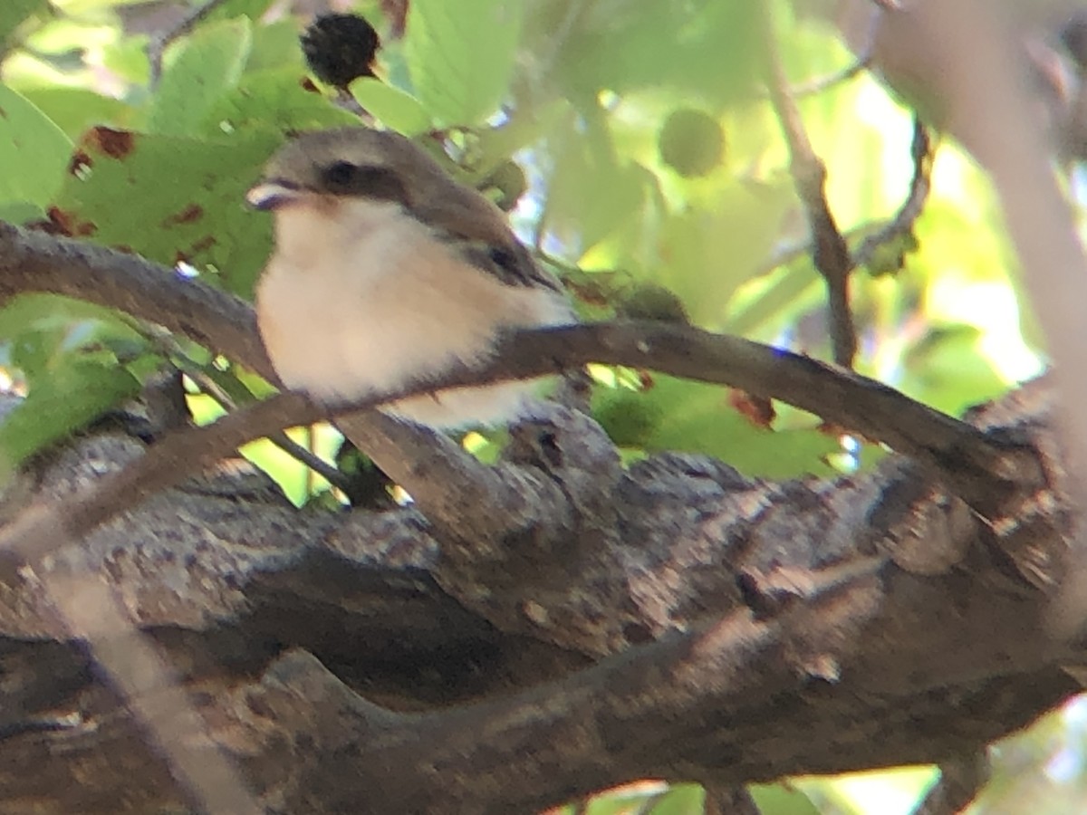 Bay-backed Shrike - ML494476501
