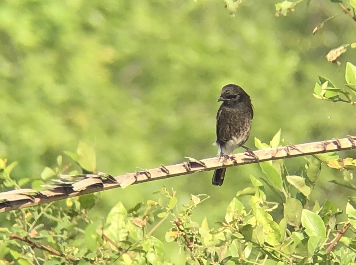 Pied Bushchat - ML494476631