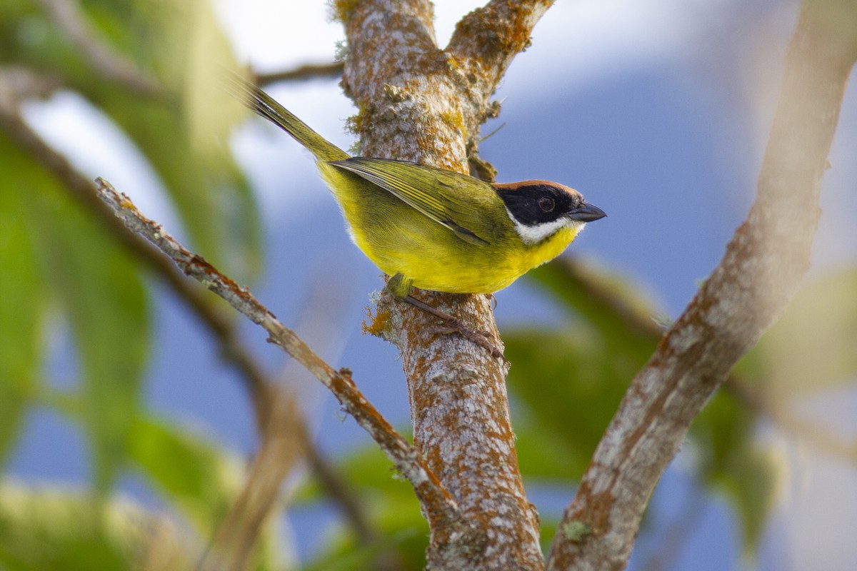 Moustached Brushfinch - ML494477481