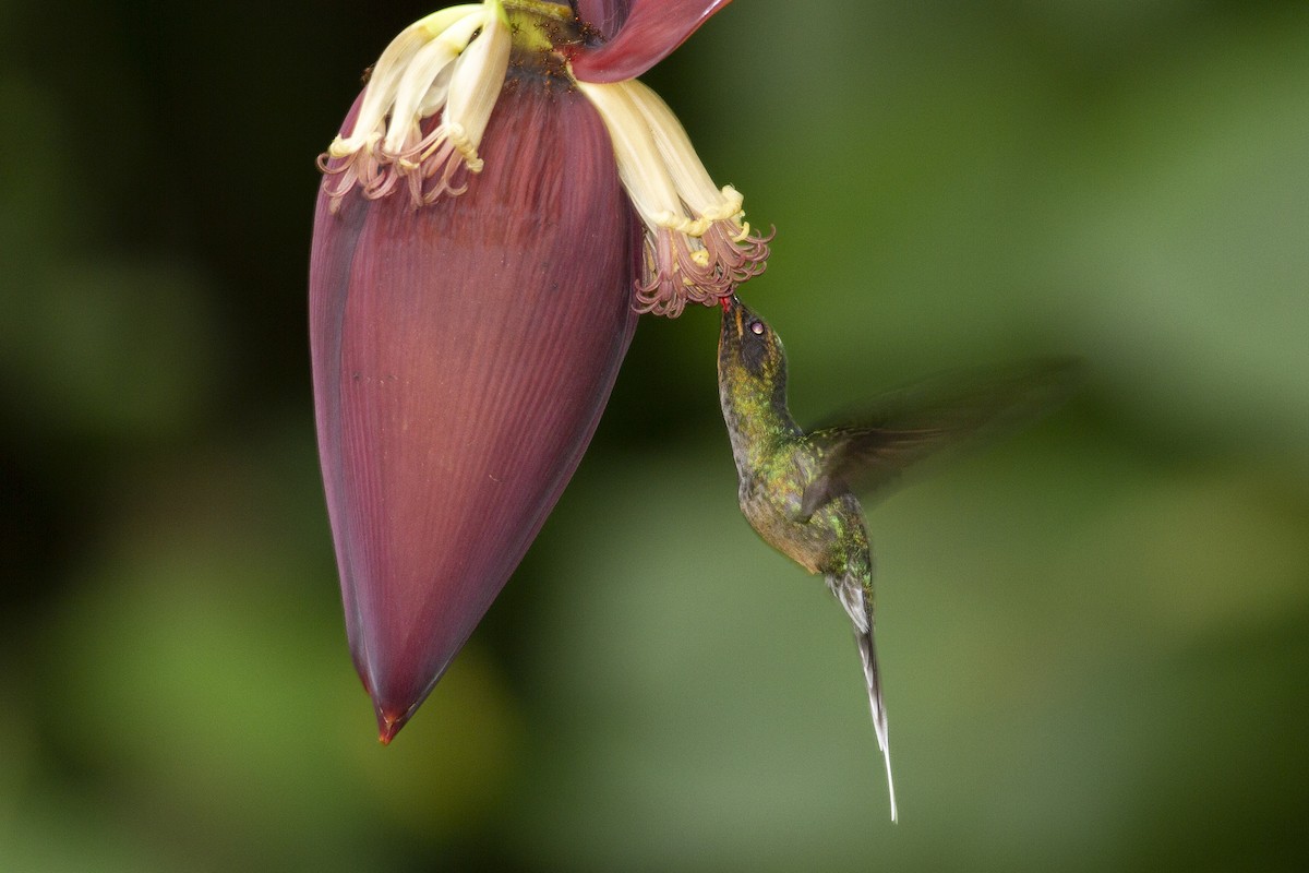kolibřík šedobřichý - ML494480751