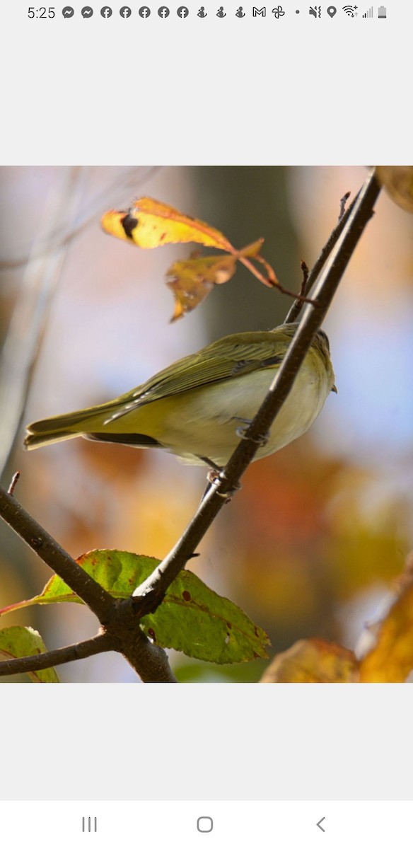 Vireo Ojirrojo - ML494480851