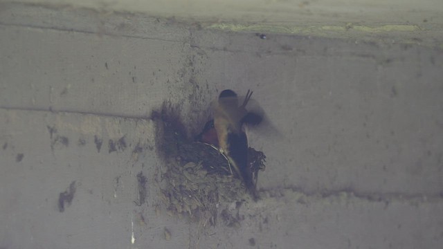 Barn Swallow - ML494481571