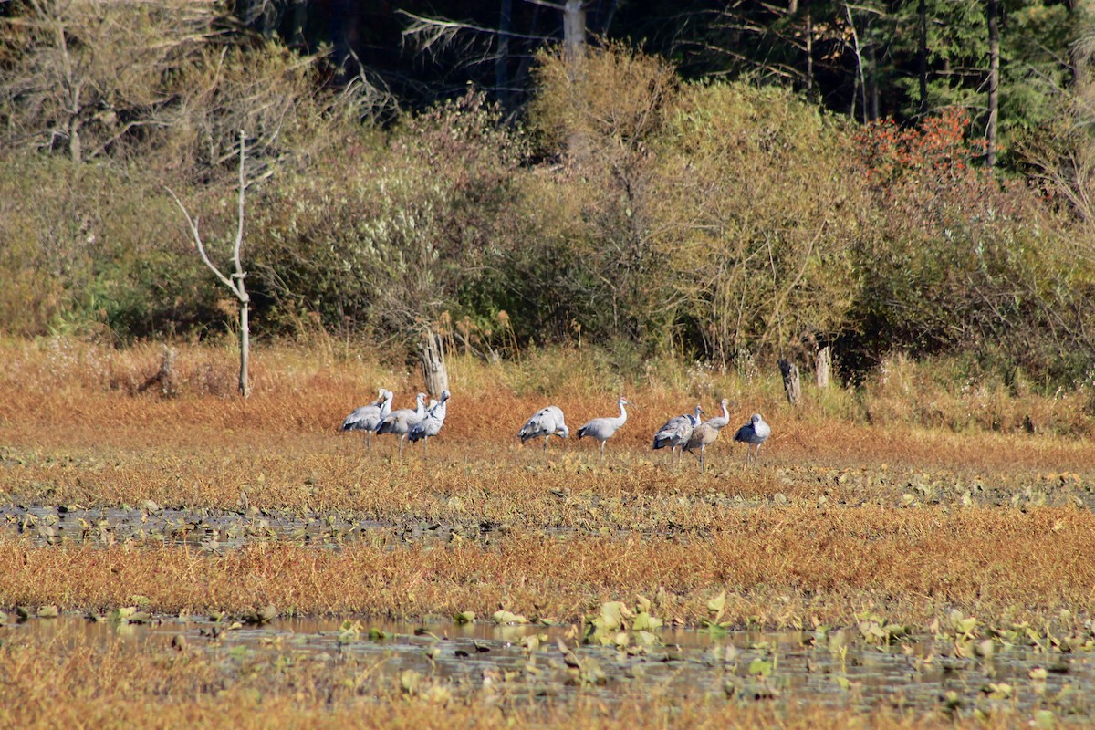 Sandhill Crane - ML494481601