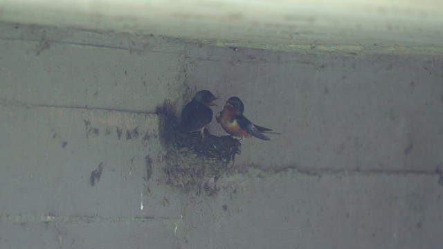 Barn Swallow - ML494481611