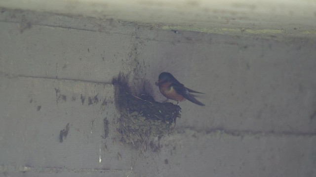 Barn Swallow - ML494481781