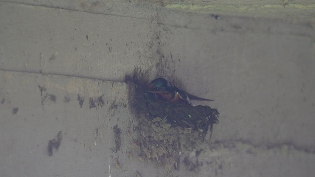 Barn Swallow - ML494481841