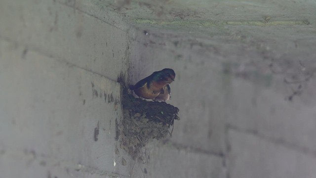 Barn Swallow - ML494485971