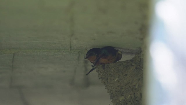 Barn Swallow - ML494486071