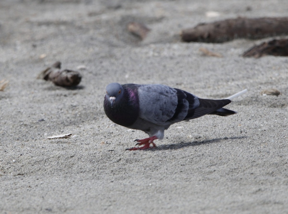 Rock Pigeon (Feral Pigeon) - ML494486331