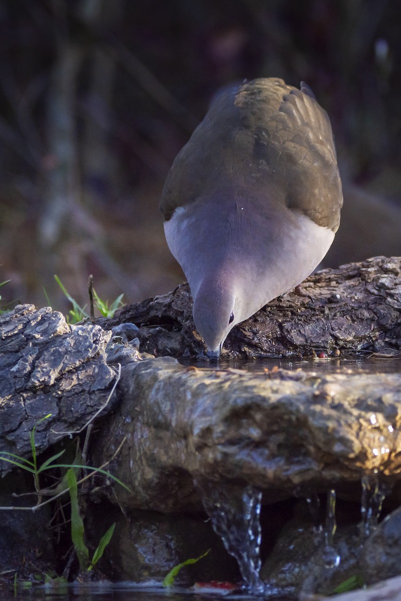 Large-tailed Dove - ADRIAN GRILLI