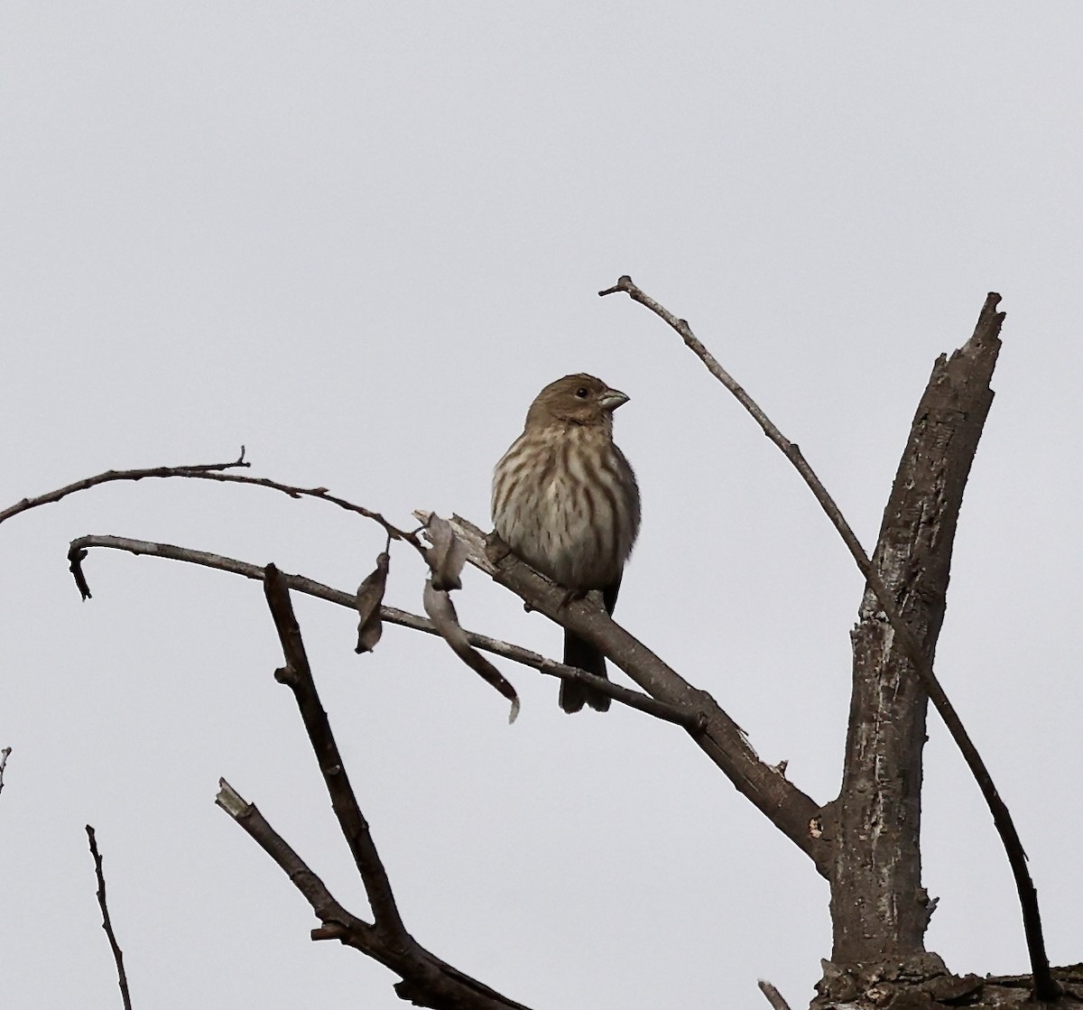 House Finch - ML494487761