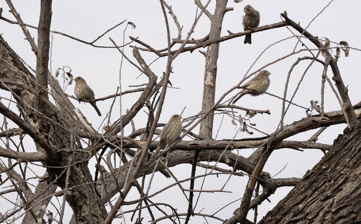 House Finch - ML494487771