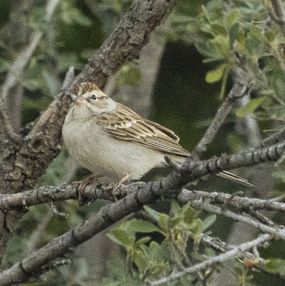 Chipping Sparrow - ML494489701