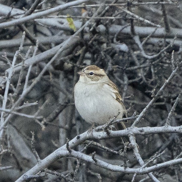 Chipping Sparrow - ML494489721