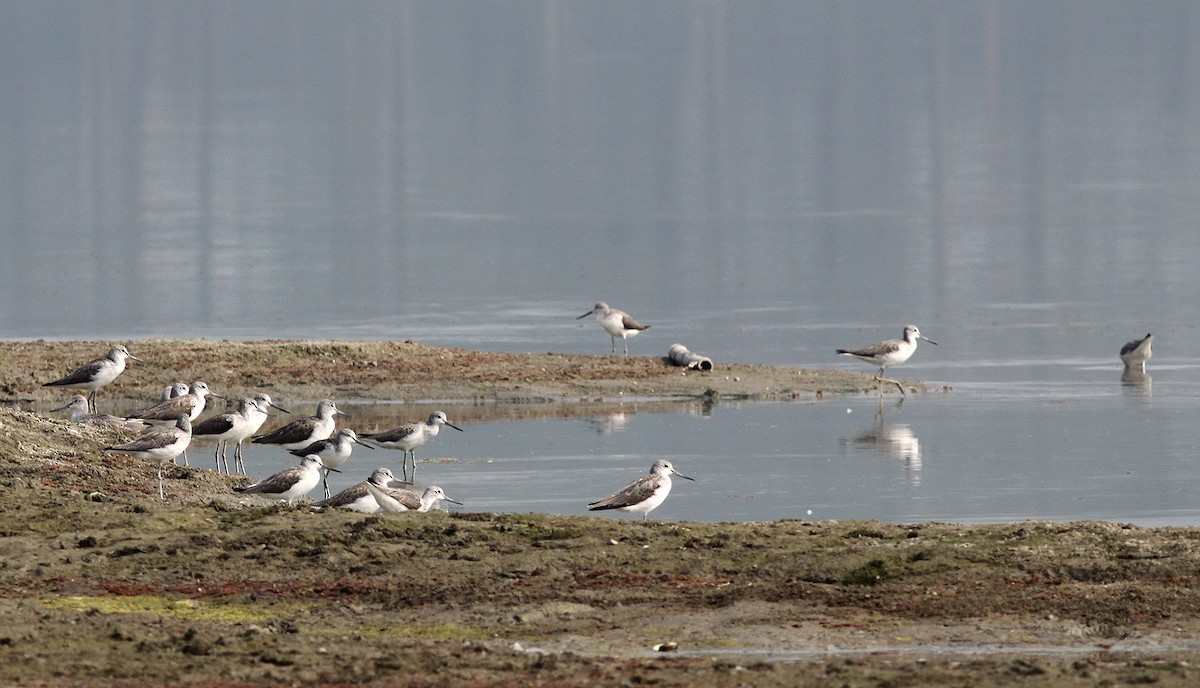 Common Greenshank - ML49449101