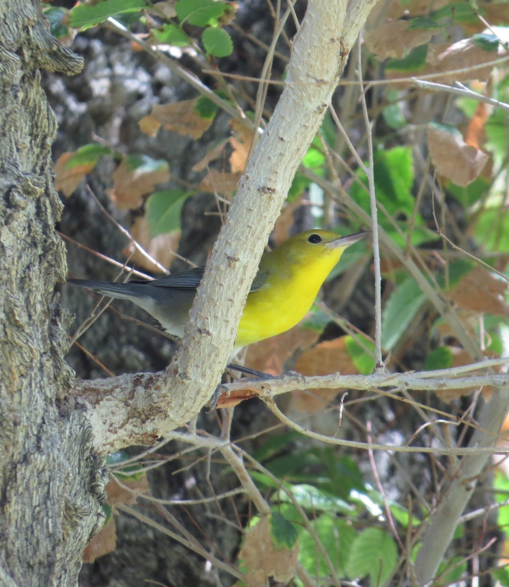 Prothonotary Warbler - ML494491271