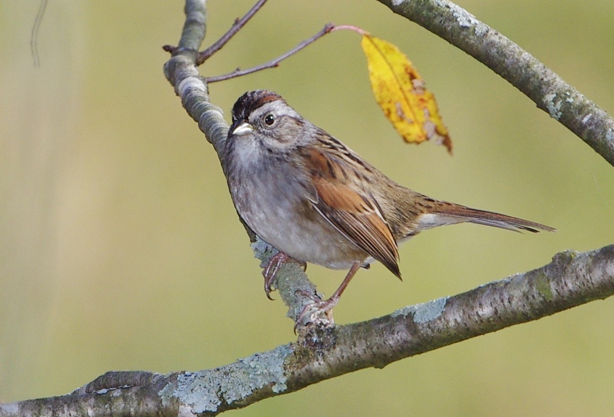 Swamp Sparrow - ML494491851