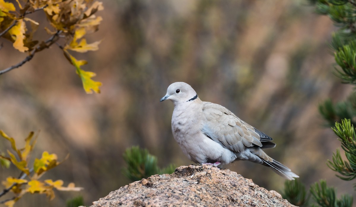 Eurasian Collared-Dove - Jim Merritt