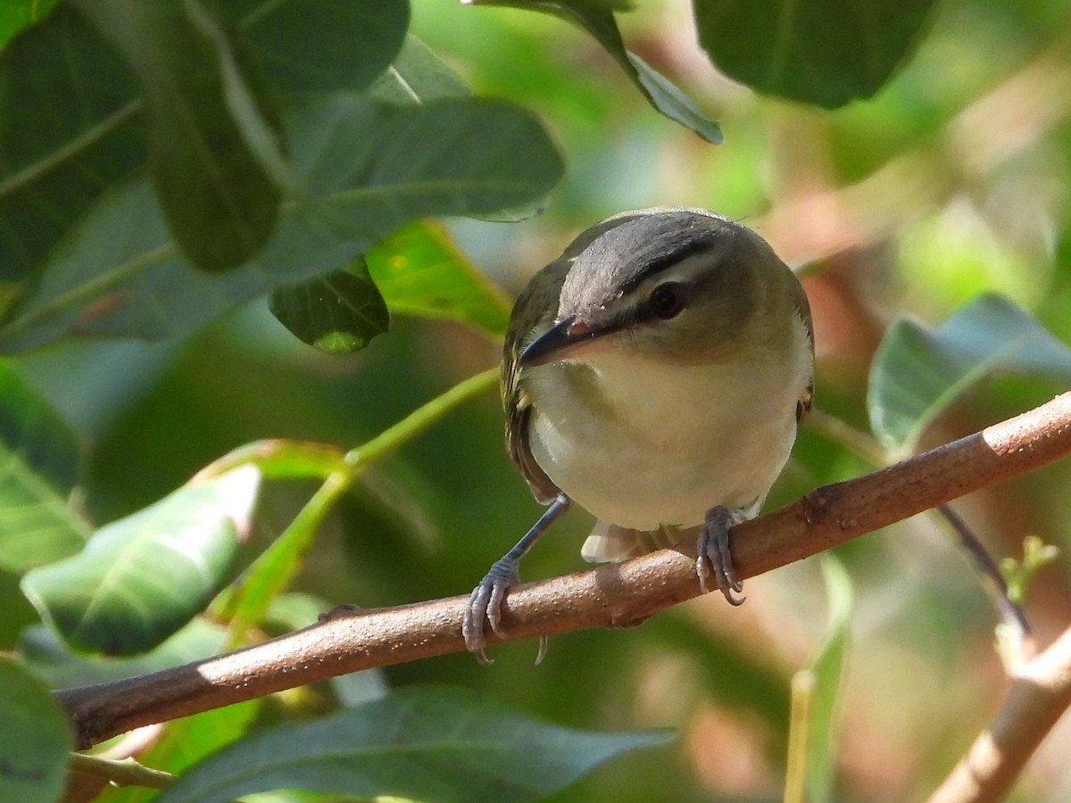 Kızıl Gözlü Vireo - ML494494051