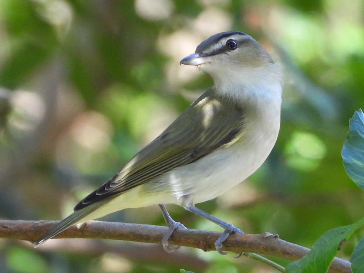 Kızıl Gözlü Vireo - ML494494061