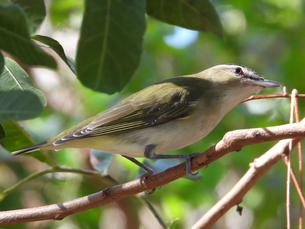 Kızıl Gözlü Vireo - ML494494071