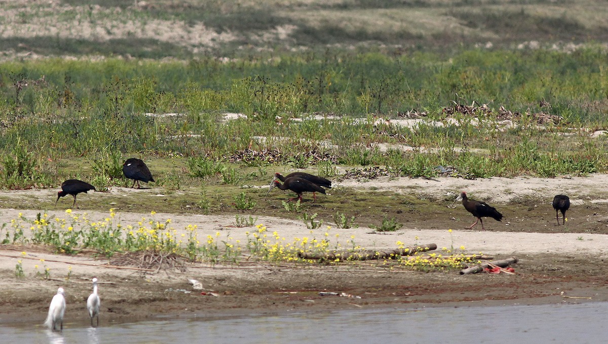 Red-naped Ibis - ML49449521