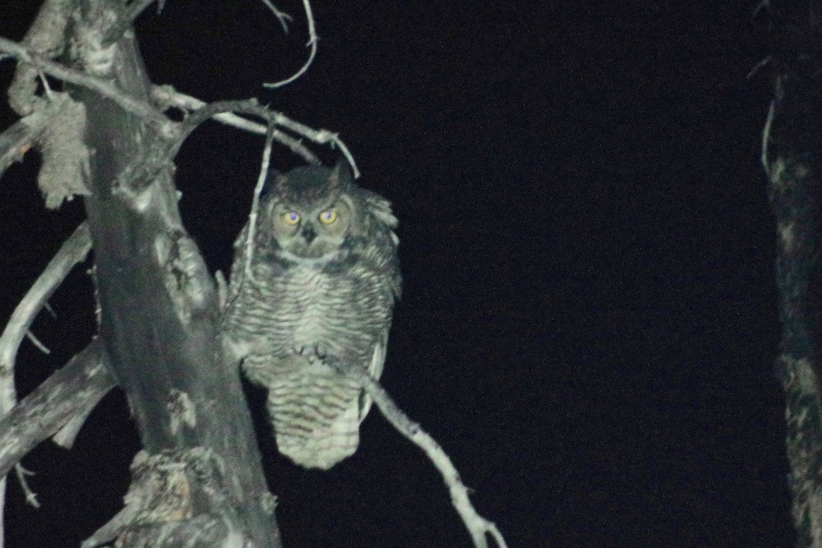 Great Horned Owl - Alex Patia