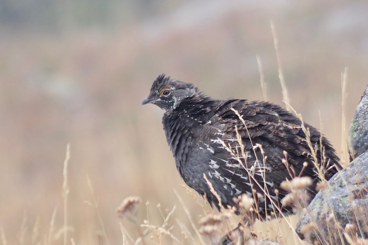 Sooty Grouse - Alex Patia