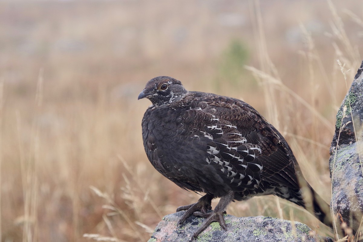 Sooty Grouse - ML494495691