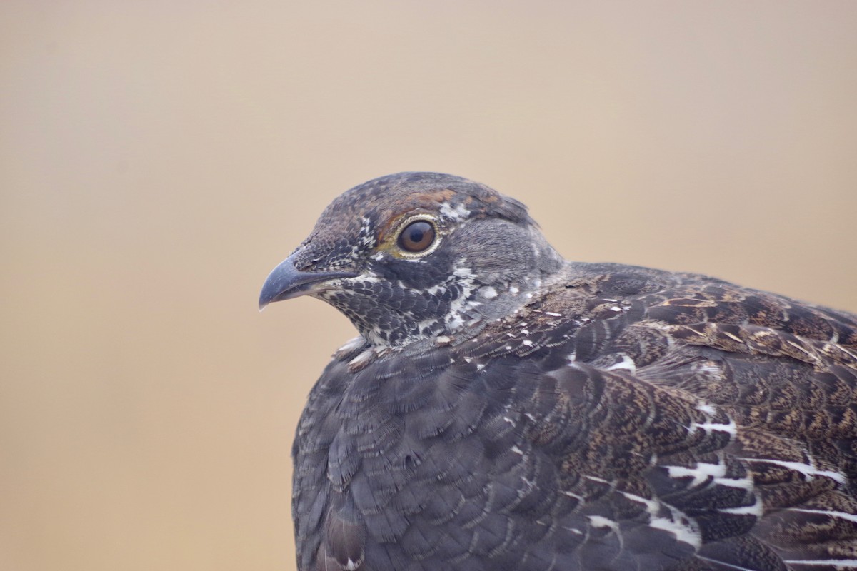 Sooty Grouse - ML494495711