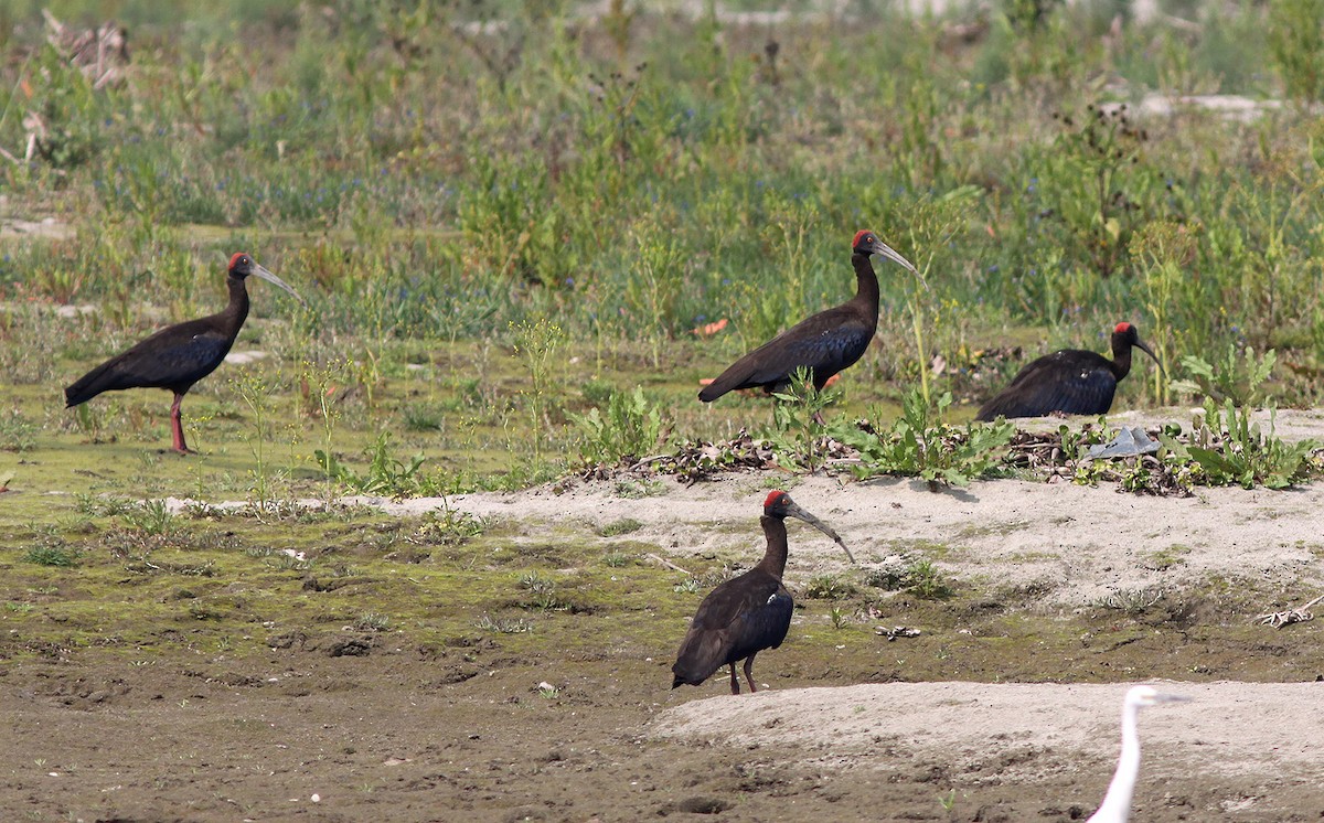 Red-naped Ibis - Samiran  Jha