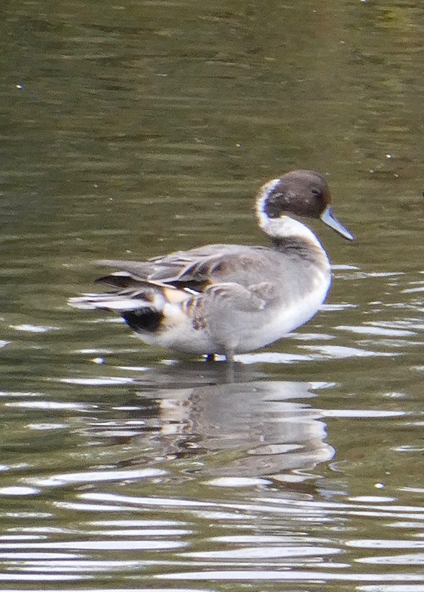 Northern Pintail - ML494497561