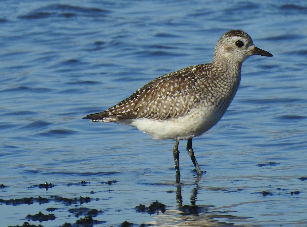 Black-bellied Plover - ML494497931