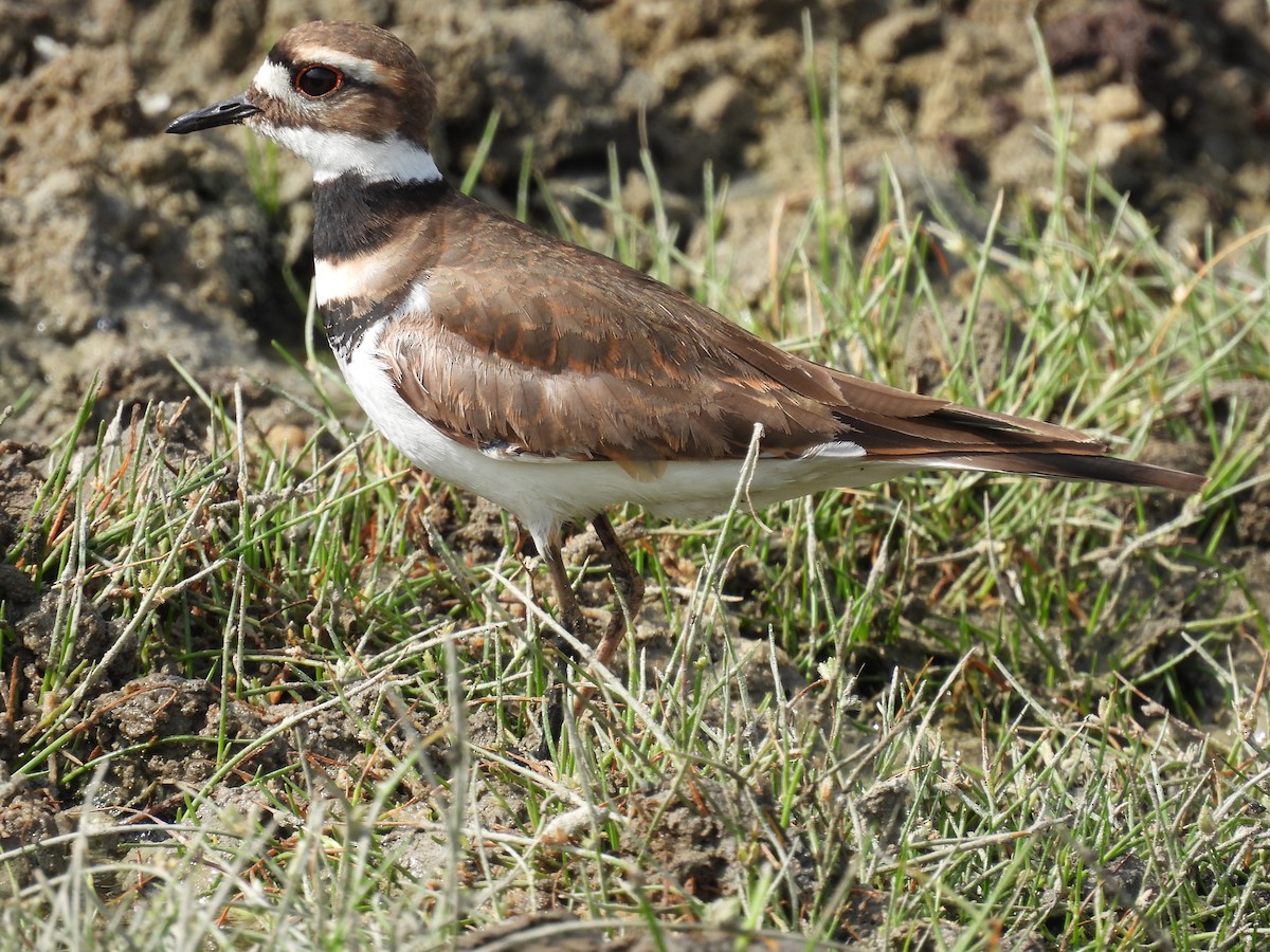 Killdeer - Jorge Alcalá