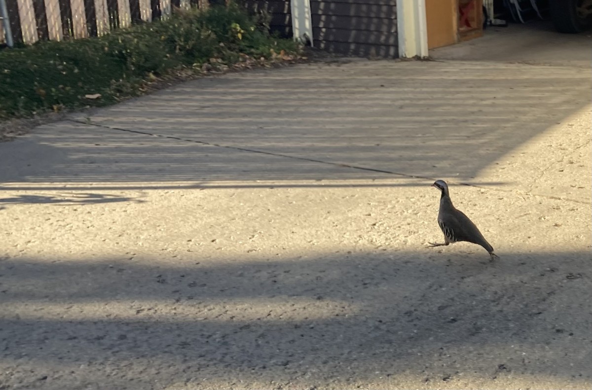 grouse sp. - Janice Miersma