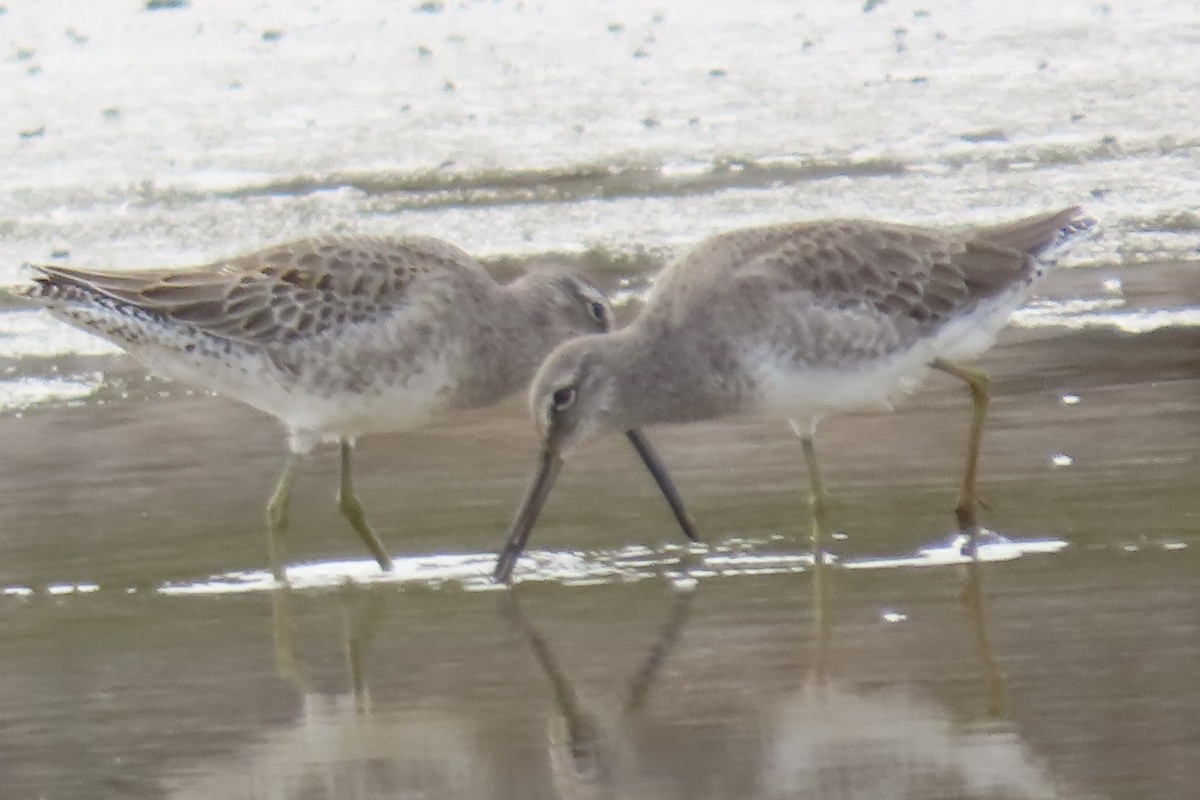 Short-billed Dowitcher (griseus) - ML494499981