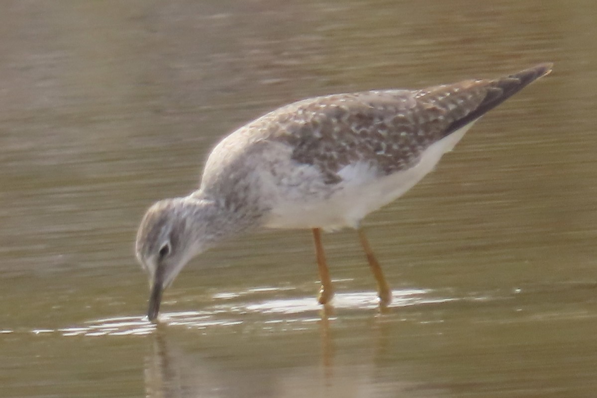 Lesser Yellowlegs - ML494500121