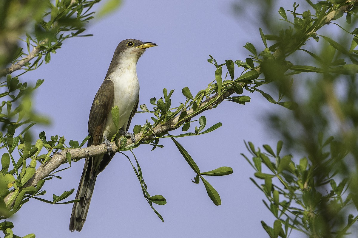 Yellow-billed Cuckoo - ML494500741