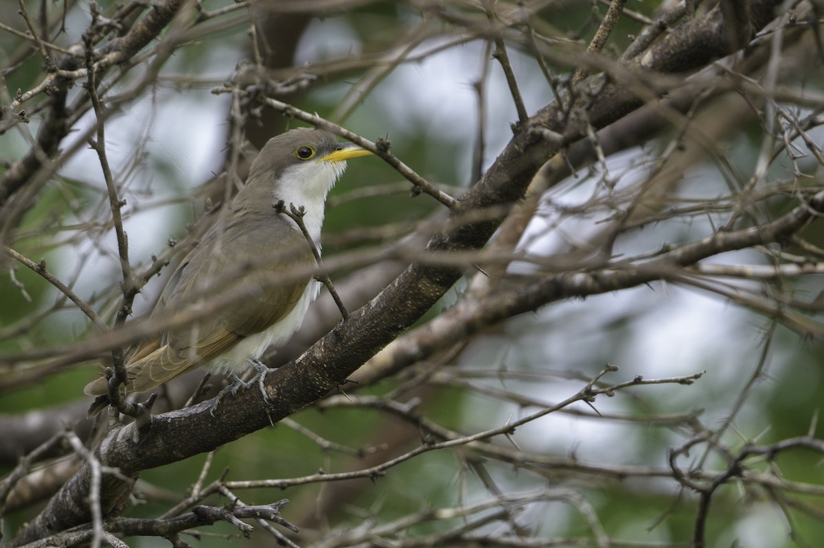 Yellow-billed Cuckoo - ML494500751