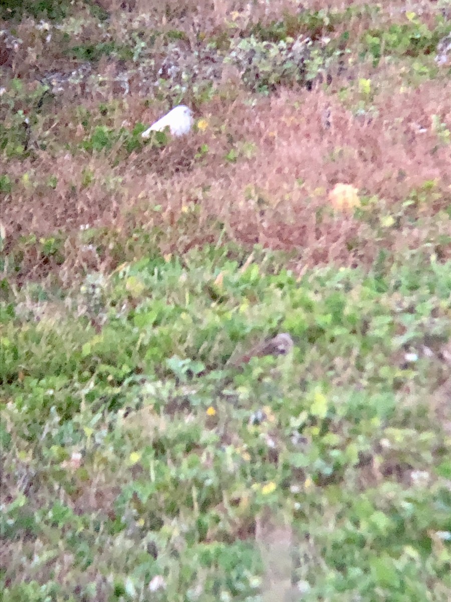 Dark-eyed Junco - Drew Hull