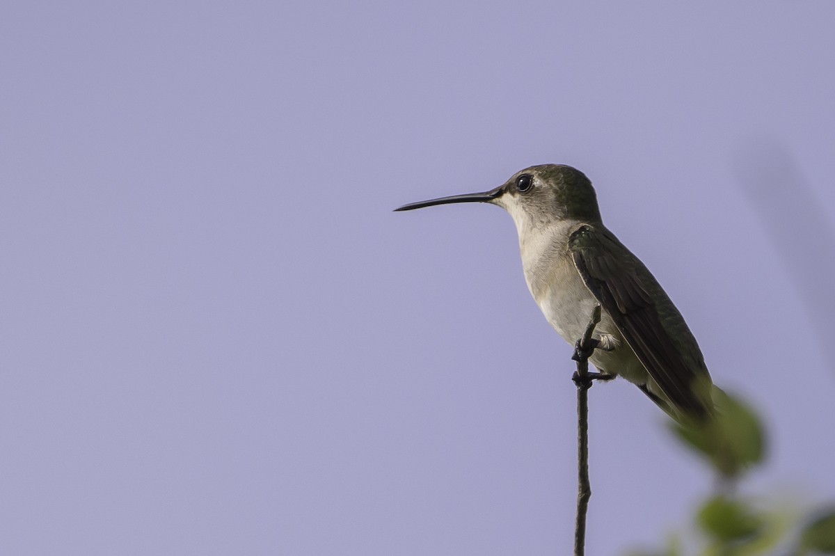 Ruby-throated Hummingbird - ML494500871