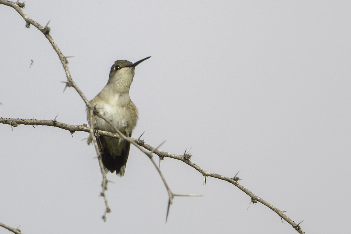 Ruby-throated Hummingbird - ML494500881