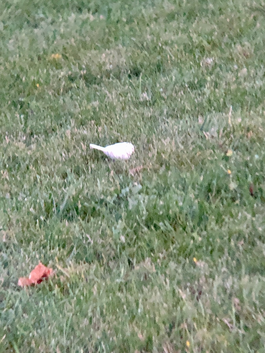 Dark-eyed Junco - ML494501201