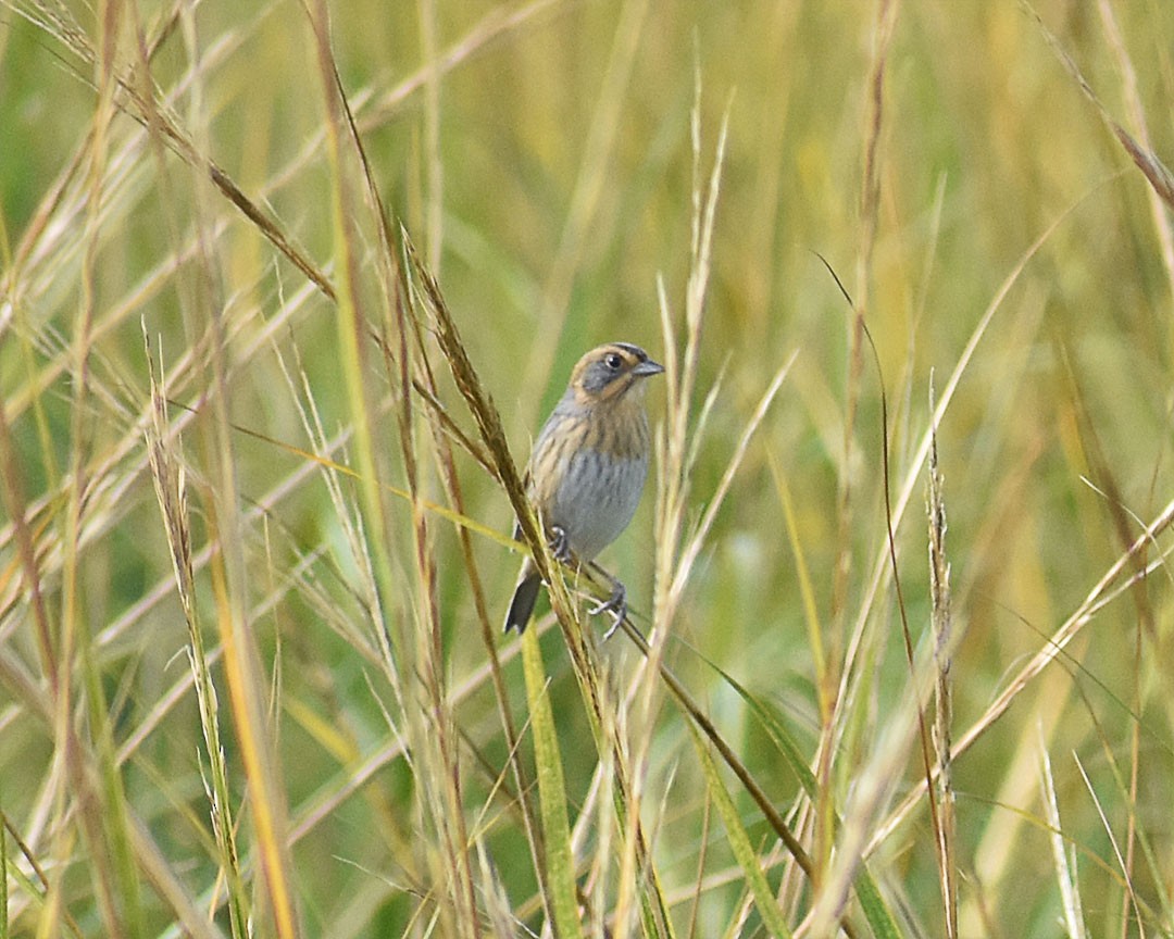 Nelson's Sparrow - ML494501581