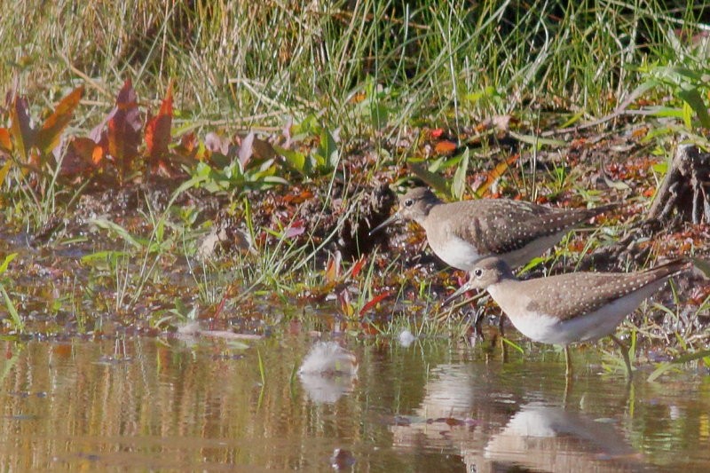 Solitary Sandpiper - ML494503171